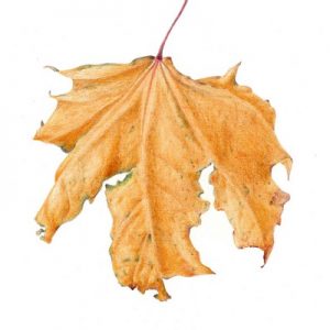 Botanical Drawing - Delights of Autumn