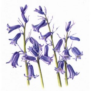 Botanical Drawing - Bluebells + Early Foliage