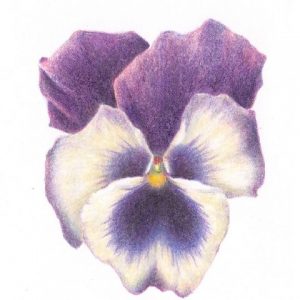 Botanical Drawing - The Spring Garden