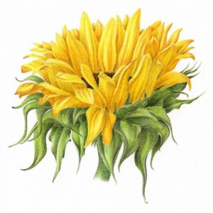 Botanical Drawing - The Autumn Garden