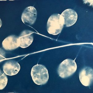 A Practical Introduction to Cyanotype Print Making