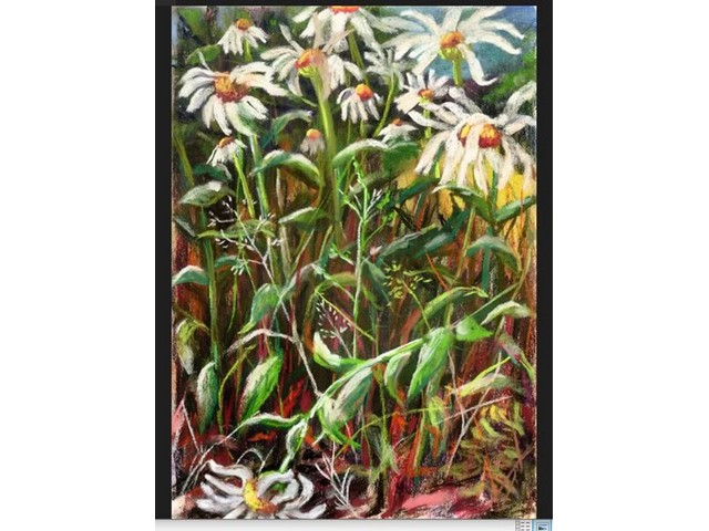 Daisies