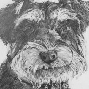 Drawing Realistic Animals