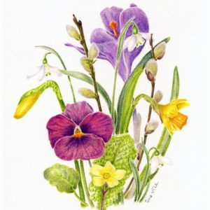 Botanical Drawing - March Flora