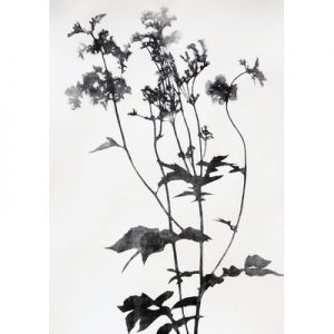 Printmaking - Dales + Meadows in Monoprint