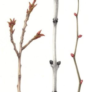 Botanical Drawing - Winter Woods