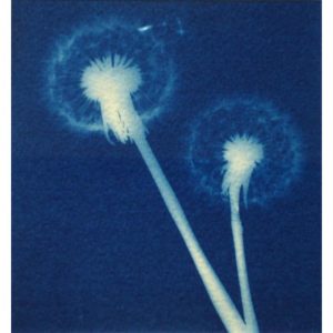 A Practical Introduction to Cyanotype Print Making