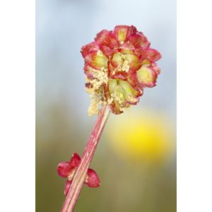 Photography - Capturing Flowers & Gardens